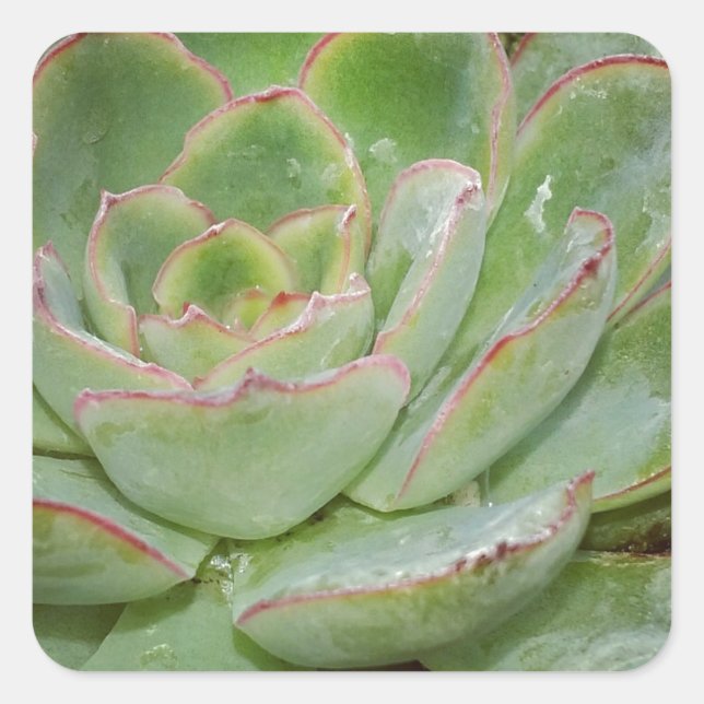 Adesivo Quadrado Suculentes (Frente)