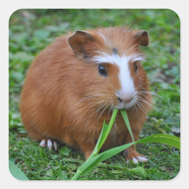 Adesivo Quadrado Suínos, bonitos, suaves, vermelhos e brancos (Frente)