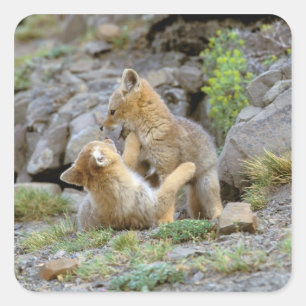 Adesivo Quadrado Sul - pares americanos 2 do Fox cinzento (griseus