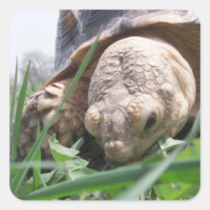 Adesivo Quadrado Sulcata Tortoise, trituração em praça de grama