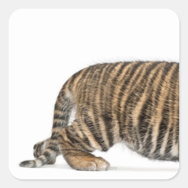 Adesivo Quadrado Sumatran Tiger cub 2 (Frente)