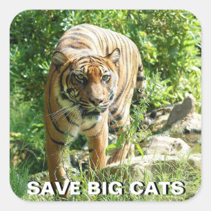 Adesivo Quadrado Sumatran Tiger Sticker