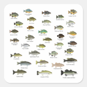 Adesivo Quadrado Sunfish Family Group