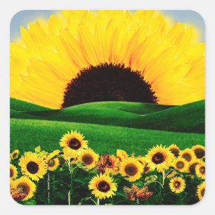 ADESIVO QUADRADO SUNFLOWER HILL