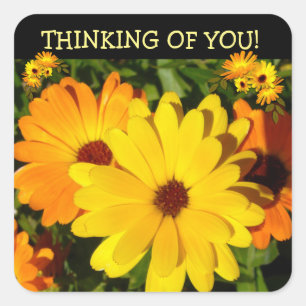 Adesivo Quadrado Sunny Marigold pensando em você