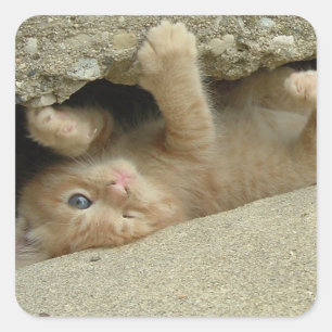 Adesivo Quadrado Super Hero Orange Tabby Kitten