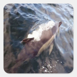 Adesivo Quadrado Superfície comum de golfinhos