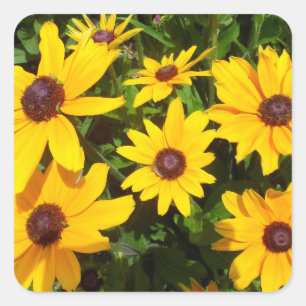 Adesivo Quadrado Susans de Olhos Negros - Rudbeckias