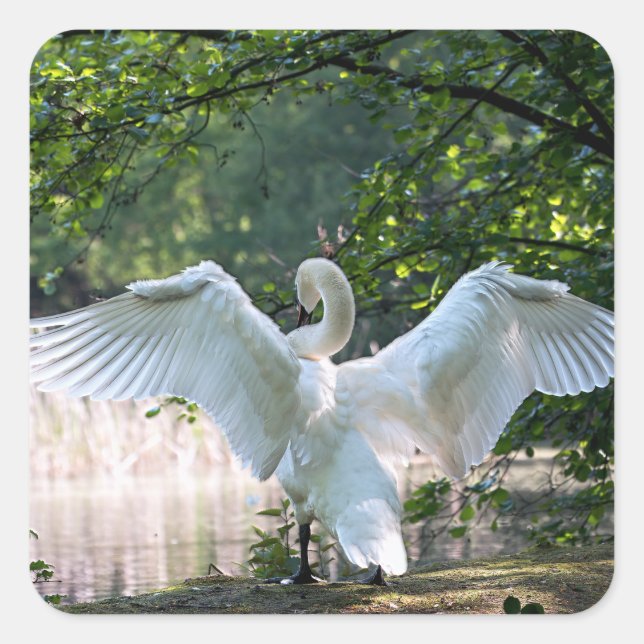 Adesivo Quadrado Swan com Espalhamento de Asas (Frente)