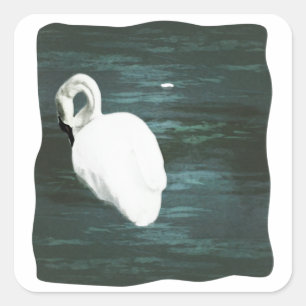 Adesivo Quadrado Swan no Pond