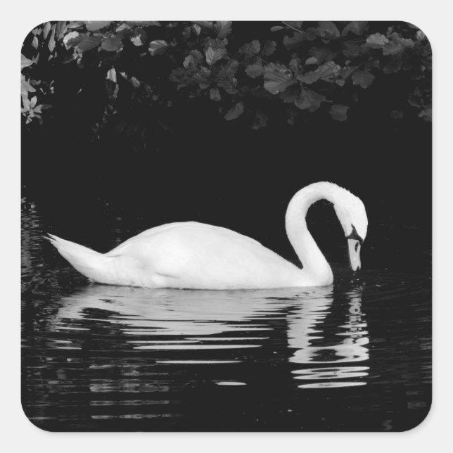 Adesivo Quadrado Swan, Roath Park, Cardiff. (Frente)