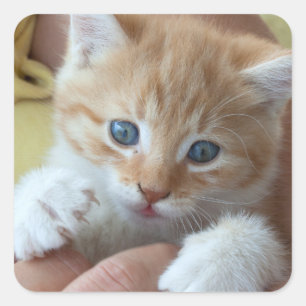 Adesivo Quadrado Sweet Tabby Baby