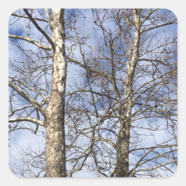 Adesivo Quadrado Sycamore Trees num Céu de Inverno.