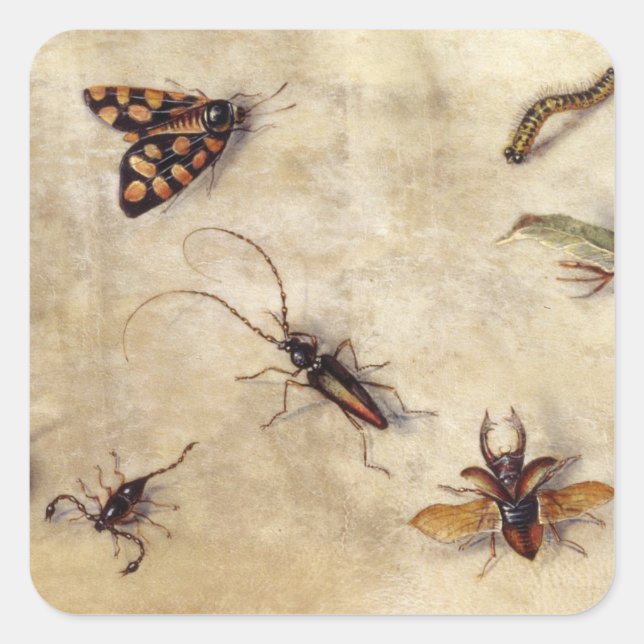 Adesivo Quadrado T31567 Estudo de Vários Insetos, Frutas e Anima (Frente)