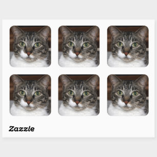 Adesivo Quadrado Tabby Cat a olhar para a tua fotografia