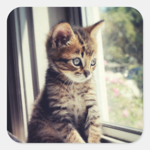 Adesivo Quadrado Tabby Kitten Watching