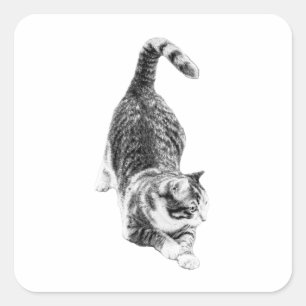 Adesivo Quadrado Tabby Mishead em Movimento