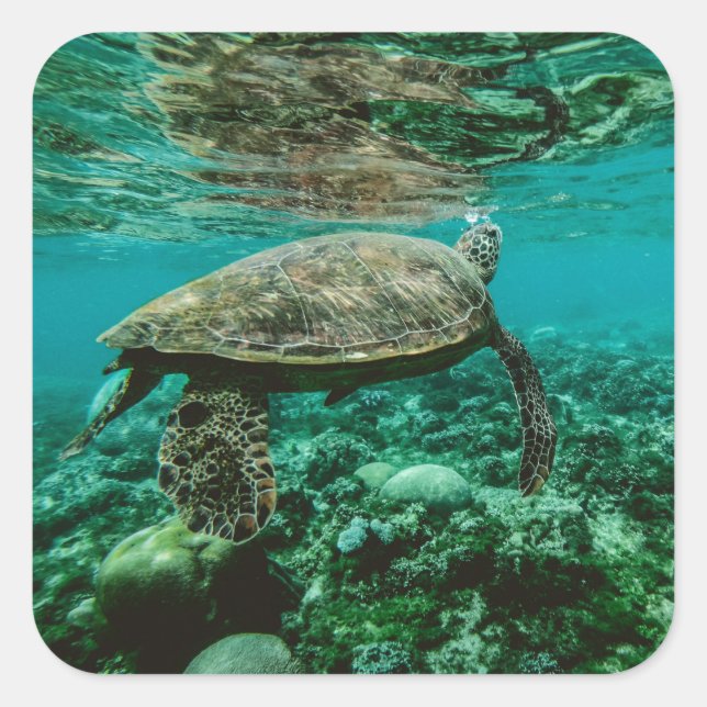 Adesivo Quadrado Taco de nado de tartaruga marinha azul-oceânica (Frente)