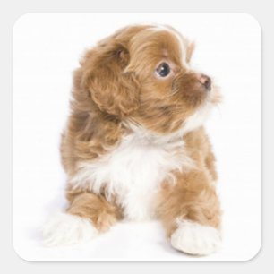 Adesivo Quadrado Tan & White Havanese Puppy Dog Sticker