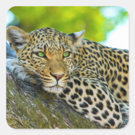 Adesivo Quadrado Tanzânia Lepard Stickers