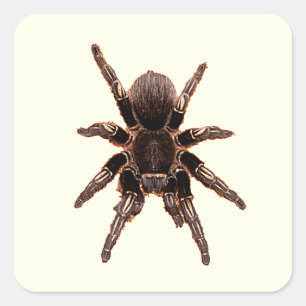 Adesivo Quadrado Tarantula