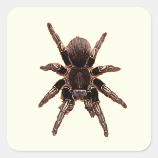 Adesivo Quadrado Tarantula