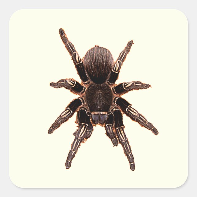 Adesivo Quadrado Tarantula (Frente)