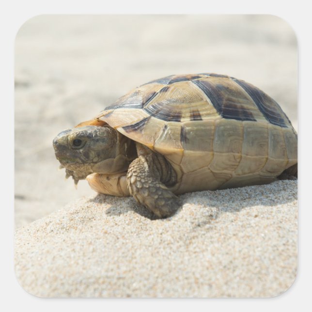 Adesivo Quadrado Tartaruga (Frente)
