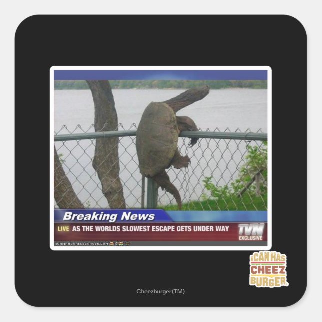 Adesivo Quadrado Tartaruga de Excaping (Frente)