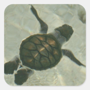 Adesivo Quadrado Tartaruga de mar do bebê que nada para fora ao ma