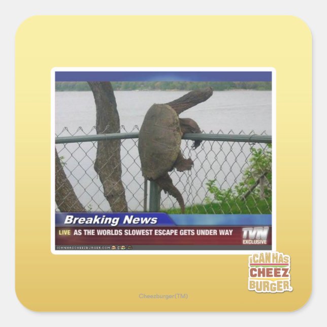 Adesivo Quadrado Tartaruga de saída (Frente)