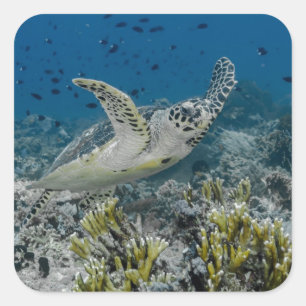 Adesivo Quadrado Tartaruga Marinha de Escama Nadando