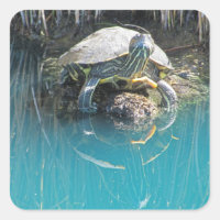 Tartaruga sobre Reflexo de Água em Rocha Fotografi