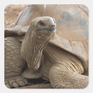 Adesivo Quadrado Tartaruga terrestre de Aldabra de Seychelles
