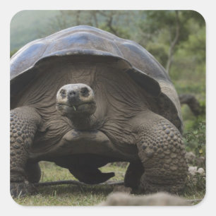 Adesivo Quadrado Tartarugas Gigantes de Galápagos Geochelone