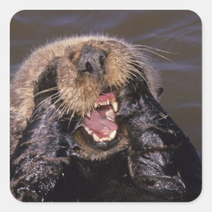 Adesivo Quadrado Tartarugas marinhas, Enhydra lutris 6