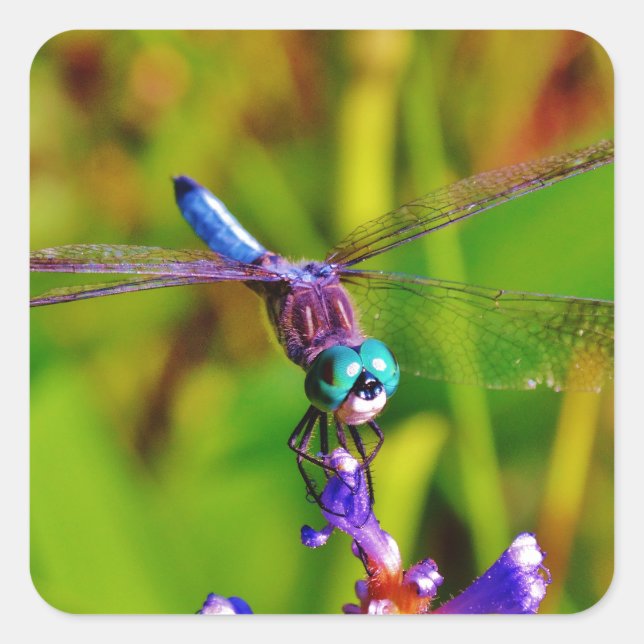 Adesivo Quadrado Teal Rainbow Dragonfly (Frente)