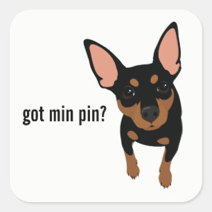 Adesivo Quadrado Tem Min Pin? Vinheta Miniatura Pinscher (Preto)