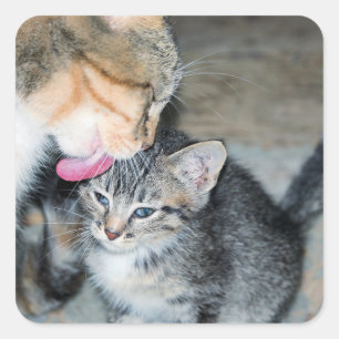 Adesivo Quadrado Tempo de banho