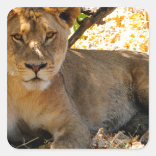 Adesivo Quadrado Tempo do Siesta