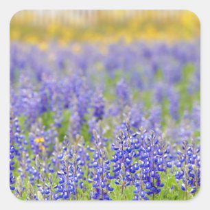 Adesivo Quadrado Texas Bluebonnets