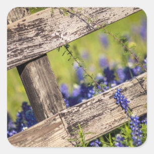 Adesivo Quadrado Texas Bluebonnets Em Torno De Uma Cerca De Um País