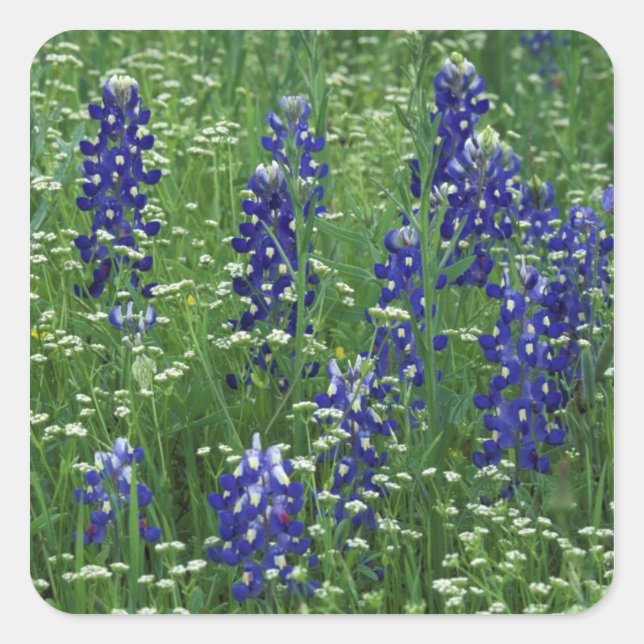 Adesivo Quadrado Texas, Lago Buchanan. Texas Bluebonnet e Wild (Frente)