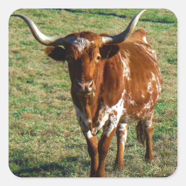 Adesivo Quadrado Texas Longhorn Cattle Cattle Photo Rustic (Frente)