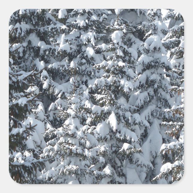 Adesivo Quadrado Textura de árvore de abertura de neve (Frente)