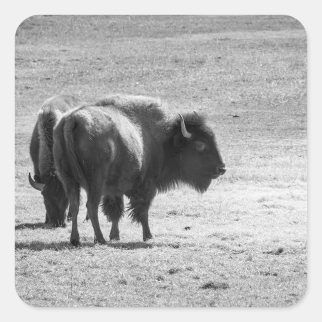 Adesivo Quadrado The Mighty Buffalo  (Frente)