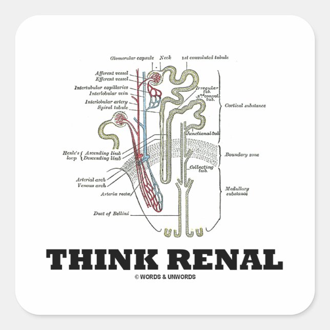 Adesivo Quadrado Think Renal (Ilustração da Anatomia do Nephron) (Frente)