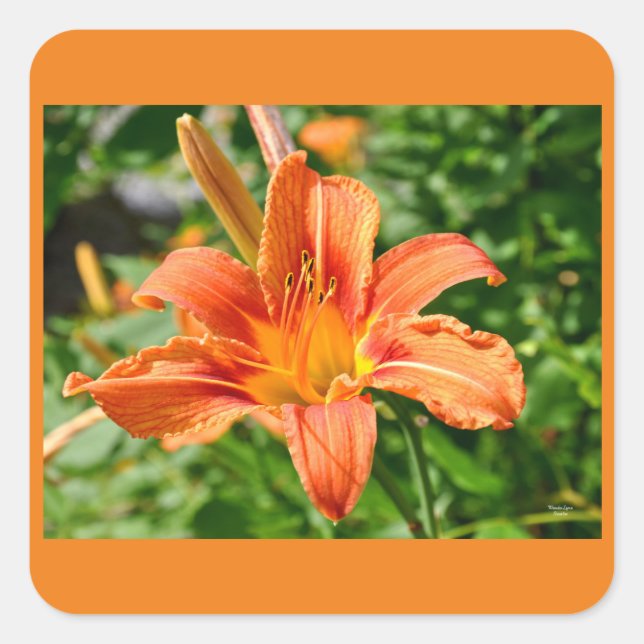 Adesivo Quadrado Tiger Lily - Sticker (Frente)
