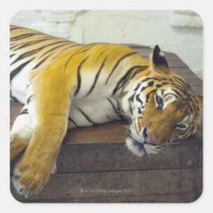 Adesivo Quadrado Tiger, Samui, Tailândia