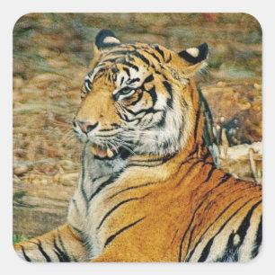 Adesivo Quadrado Tigre